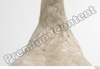 Black stork back neck 0001.jpg